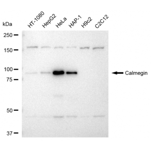 KD-Validated CLGN Rabbit mAb (20 μl)