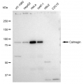 KD-Validated CLGN Rabbit mAb (20 μl)