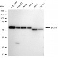 KD-Validated EOGT Rabbit mAb (20 μl)