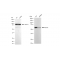 KD-Validated EOGT Rabbit mAb (20 μl)