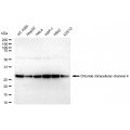 KD-Validated CLIC4 Rabbit mAb (20 μl)