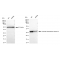 KD-Validated CLIC4 Rabbit mAb (20 μl)
