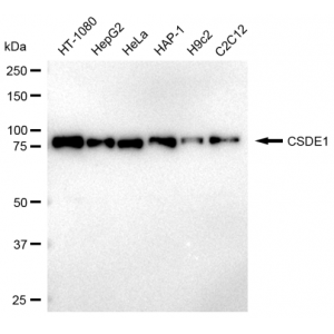 KD-Validated CSDE1 Rabbit mAb (20 μl)