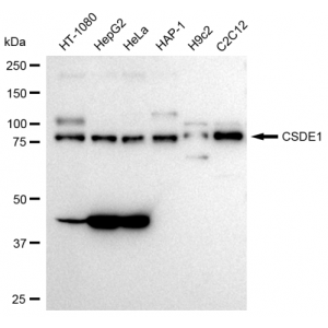 KD-Validated CSDE1 Rabbit mAb (20 μl)