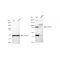 KD-Validated CSDE1 Rabbit mAb (20 μl)
