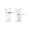 KD-Validated CDC73 Rabbit mAb (20 μl)