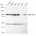 KD-Validated CSE1L Rabbit mAb (20 μl)
