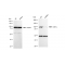 KD-Validated CSE1L Rabbit mAb (20 μl)