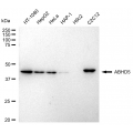 KD-Validated ABHD5 Rabbit mAb (20 μl)