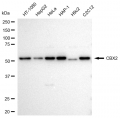 KD-Validated CBX2 Rabbit mAb (20 μl)