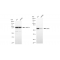 KD-Validated CBX2 Rabbit mAb (20 μl)