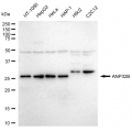 KD-Validated ANP32B Rabbit mAb (20 μl)
