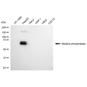 KD-Validated ALPI Rabbit mAb (20 μl)