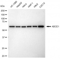 KD-Validated ABCE1 Rabbit mAb (20 μl)