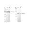 KD-Validated ABCE1 Rabbit mAb (20 μl)