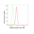 KD-Validated ACBD3 Rabbit mAb (20 μl)