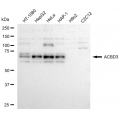 KD-Validated ACBD3 Rabbit mAb (20 μl)