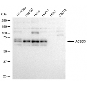 KD-Validated ACBD3 Rabbit mAb (20 μl)