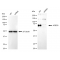 KD-Validated ACBD3 Rabbit mAb (20 μl)