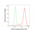 KD-Validated COX IV Rabbit mAb (20 μl)