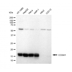 KD-Validated COX IV Rabbit mAb (20 μl)
