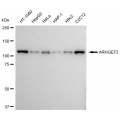 KD-Validated ARHGEF2 Rabbit mAb (20 μl)
