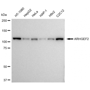 KD-Validated ARHGEF2 Rabbit mAb (20 μl)