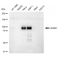 KD-Validated APBB1 Rabbit mAb (20 μl)