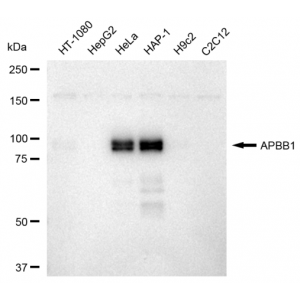 KD-Validated APBB1 Rabbit mAb (20 μl)
