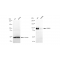 KD-Validated APBB1 Rabbit mAb (20 μl)