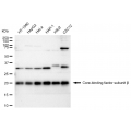 KD-Validated CBFB Rabbit mAb (20 μl)