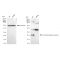 KD-Validated CBFB Rabbit mAb (20 μl)