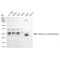 KD-Validated COMT Rabbit mAb (20 μl)