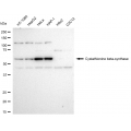 KD-Validated CBS Rabbit mAb (20 μl)