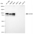 KD-Validated CD105 Rabbit mAb (20 μl)