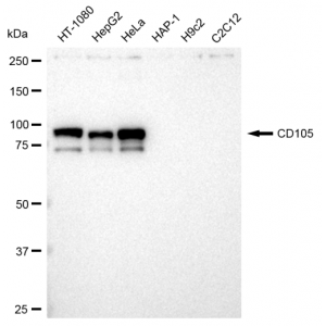 KD-Validated CD105 Rabbit mAb (20 μl)
