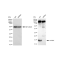KD-Validated AP2S1 Rabbit mAb (20 μl)