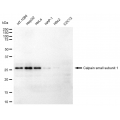 KD-Validated CAPNS1 Rabbit mAb (20 μl)