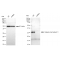 KD-Validated CAPNS1 Rabbit mAb (20 μl)