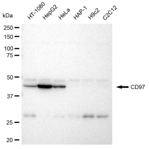 KD-Validated CD97 Rabbit mAb (20 μl)