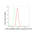 KD-Validated ARF5 Rabbit mAb (20 μl)