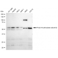 KD-Validated PDIA1 Rabbit mAb (20 μl)