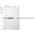 KD-Validated GSR Rabbit mAb (20 μl)