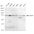 KD-Validated HSPA5 Rabbit mAb (20 μl)