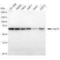 KD-Validated Hsc70 Rabbit mAb (20 μl)