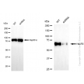 KD-Validated Hsc70 Rabbit mAb (20 μl)