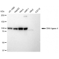 KD-Validated LIG4 Rabbit mAb (20 μl)