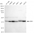 KD-Validated ERK1 Rabbit mAb (20 μl)