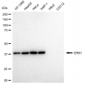 KD-Validated ERK1 Rabbit mAb (20 μl)