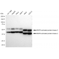 KD-Validated MAPKAPK2 Rabbit mAb (20 μl)